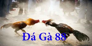 Đá Gà 88 - Nền Tảng Cá Cược Chọi Gà Chuyên Nghiệp Uy Tín