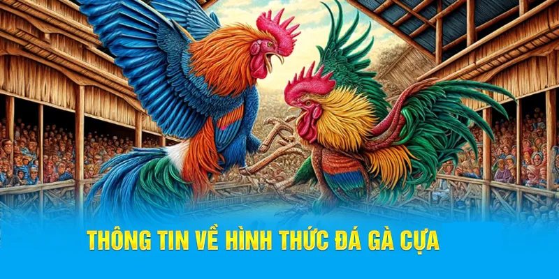 Hình thức chọi gà cựa siêu chất