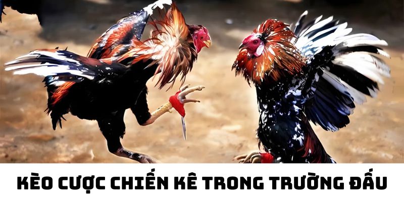 Trải nghiệm đá gà cựa dao Philippin cực cuốn